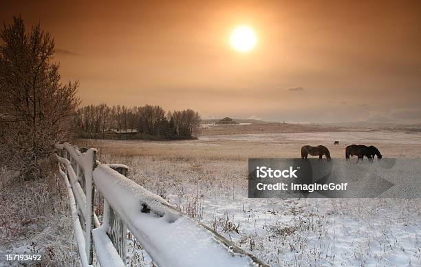 Zima Na Rancho - zdjęcia stockowe i więcej obrazów Zima - Zima, Koń, Preria