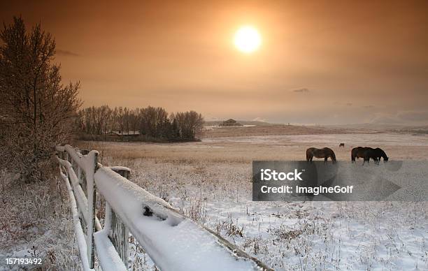 Inverno No Rancho - Fotografias de stock e mais imagens de Inverno - Inverno, Cavalo - Família do Cavalo, Pradaria
