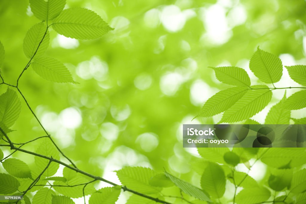 Frescas hojas - Foto de stock de Aire libre libre de derechos