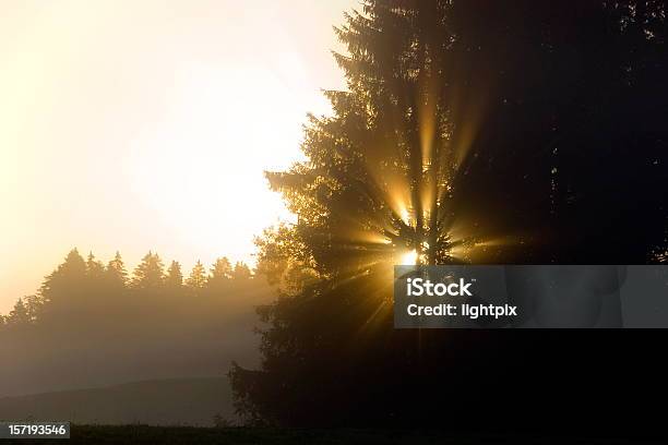 Niebla Sunrise Con Árbol Foto de stock y más banco de imágenes de Aire libre - Aire libre, Bosque, Cielo