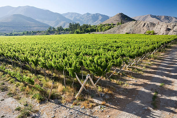Landscape with green vineyards. Mountains at background