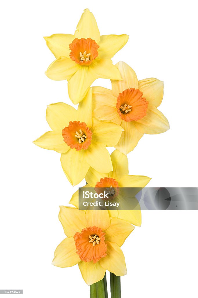 Narcissus-Zeile - Lizenzfrei Blume Stock-Foto