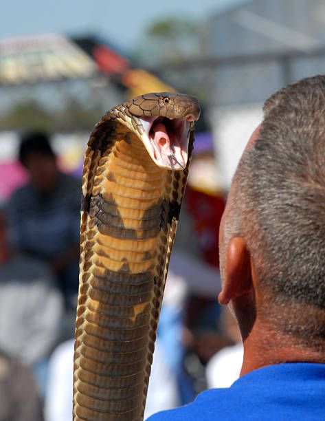 kobra królewska wąż gotowy do atack - king cobra cobra snake india zdjęcia i obrazy z banku zdjęć