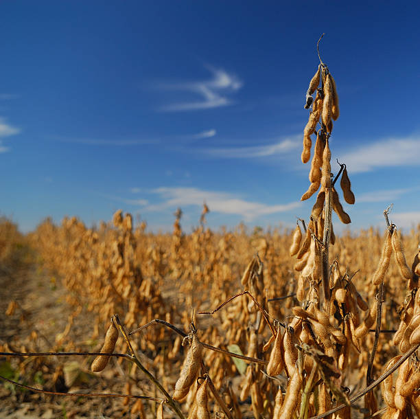 istock Soy Bean Field Ripe for Harvest 157193619