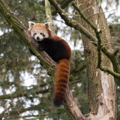 Red panda.