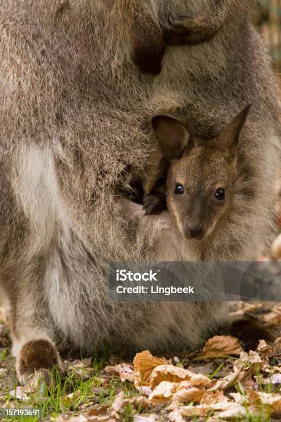 Bennett S O Wallaby Dal Collo Rosso - Fotografie stock e altre immagini di Animale - Animale, Animale da safari, Animale selvatico