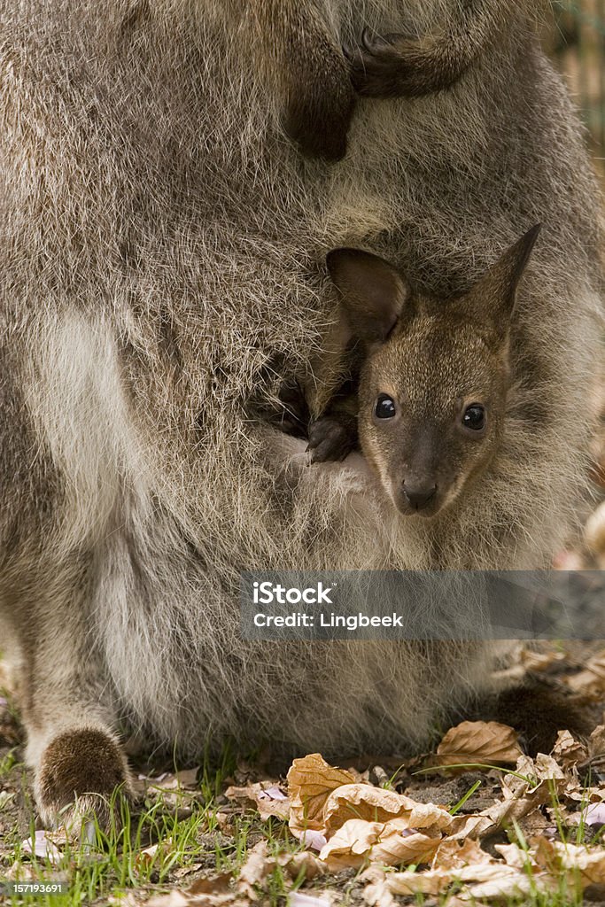 Bennett ou Wallaby de pescoço vermelho - Royalty-free Animal Foto de stock
