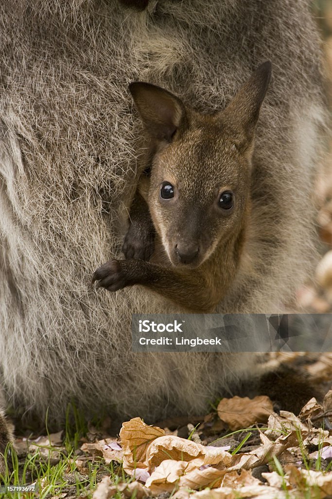 Bennett s ou Wallaby à cou rouge - Photo de Wallaby de Bennett libre de droits