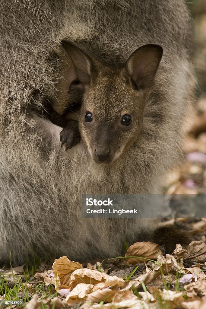 Bennett ou Wallaby de pescoço vermelho - Royalty-free Animal Foto de stock