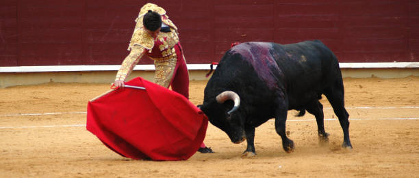 Bullfighter's pass Bullfighter and bull in action. Spain banderilla stock pictures, royalty-free photos & images