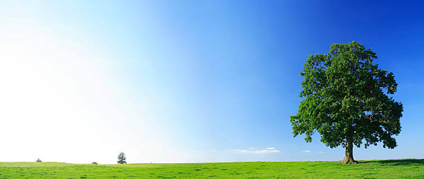 Old Solitary Oak on Pasture in Summer Landscape