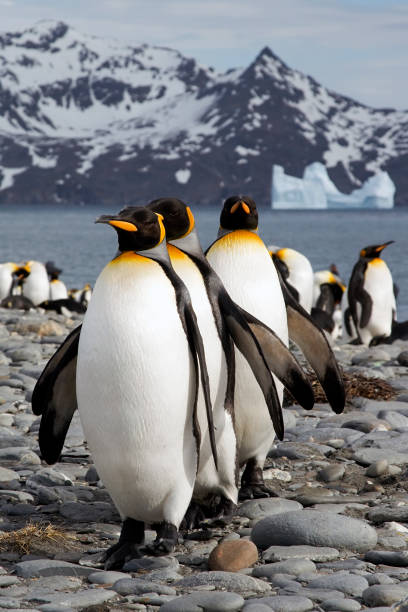 A row of king penguins in icy South Georgia An orderly line of king penguins walking toward the camera with mountains and icebergs visible in the background, Salisbury Plain, South Georgia king penguin stock pictures, royalty-free photos & images