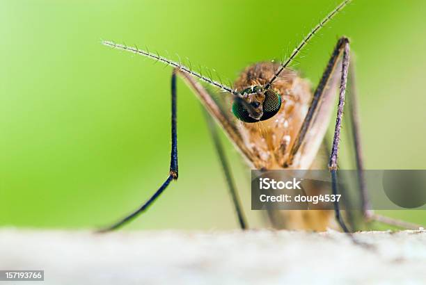 Photo libre de droit de Portrait Tête De Moustique banque d'images et plus d'images libres de droit de Moustique - Moustique, Virus du Nil occidental, Adulte