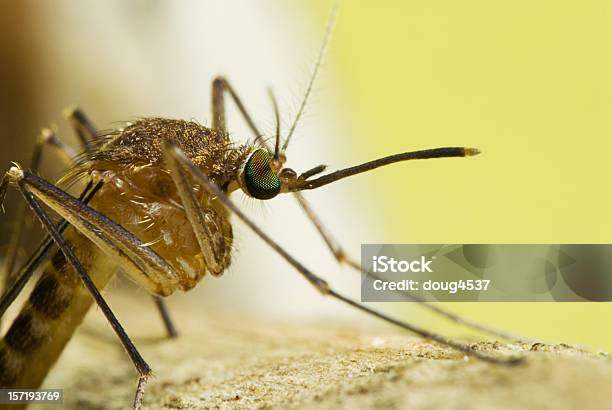 Foto de Vista Lateral De Mosquito Retrato e mais fotos de stock de Mosquito - Mosquito, Adulto, Artrópode