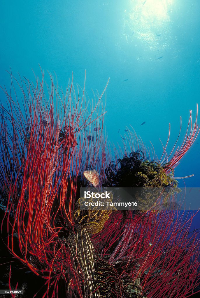 Red Whip reef Feather stars cling to crimson sea whips on coral reef. Animal Stock Photo