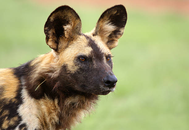 African Wild Dog stock photo