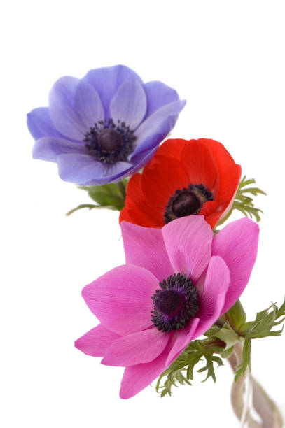 tre bellissimi poppies - flower purple gladiolus isolated foto e immagini stock