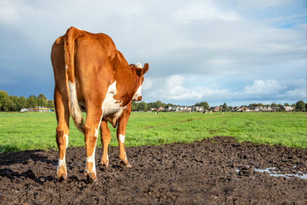 vista trasera de la vaca, mirando hacia atrás, con vistas a los campos, noche de verano - backward dutch fotografías e imágenes de stock