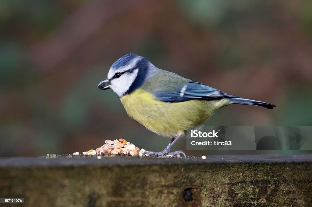 Blue tit with seed Blue tit enjoying a meal of bird seed Bird Stock Photo