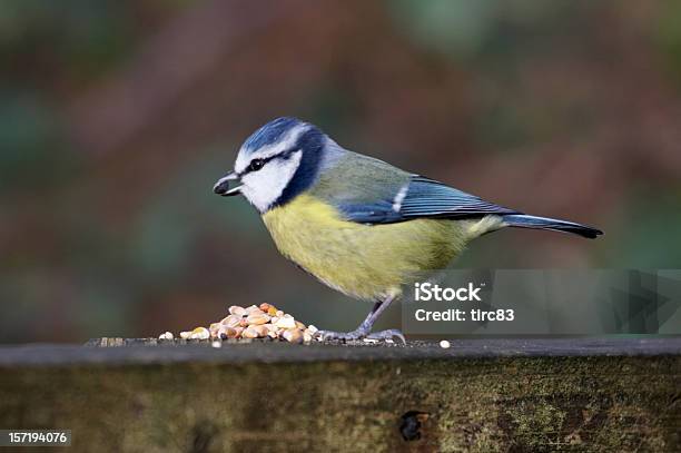 Blue Tit With Seed Stock Photo - Download Image Now - Bird, Chickadee, Blue