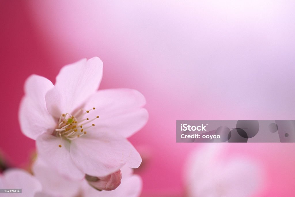 Gros plan de fleurs de cerisier - Photo de Arbre libre de droits