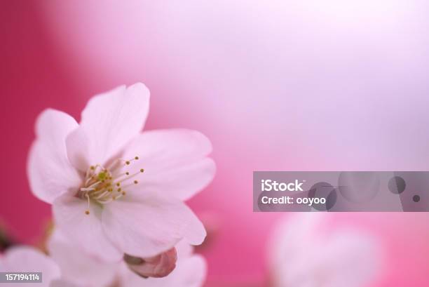 Photo libre de droit de Gros Plan De Fleurs De Cerisier banque d'images et plus d'images libres de droit de Arbre - Arbre, Arbre en fleurs, Beauté