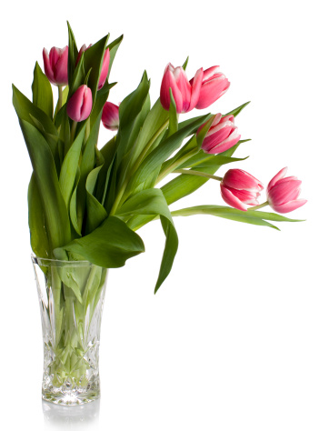 Bunch of white and pink striped tulips in a glass vase. In aRGB color for beautiful prints.