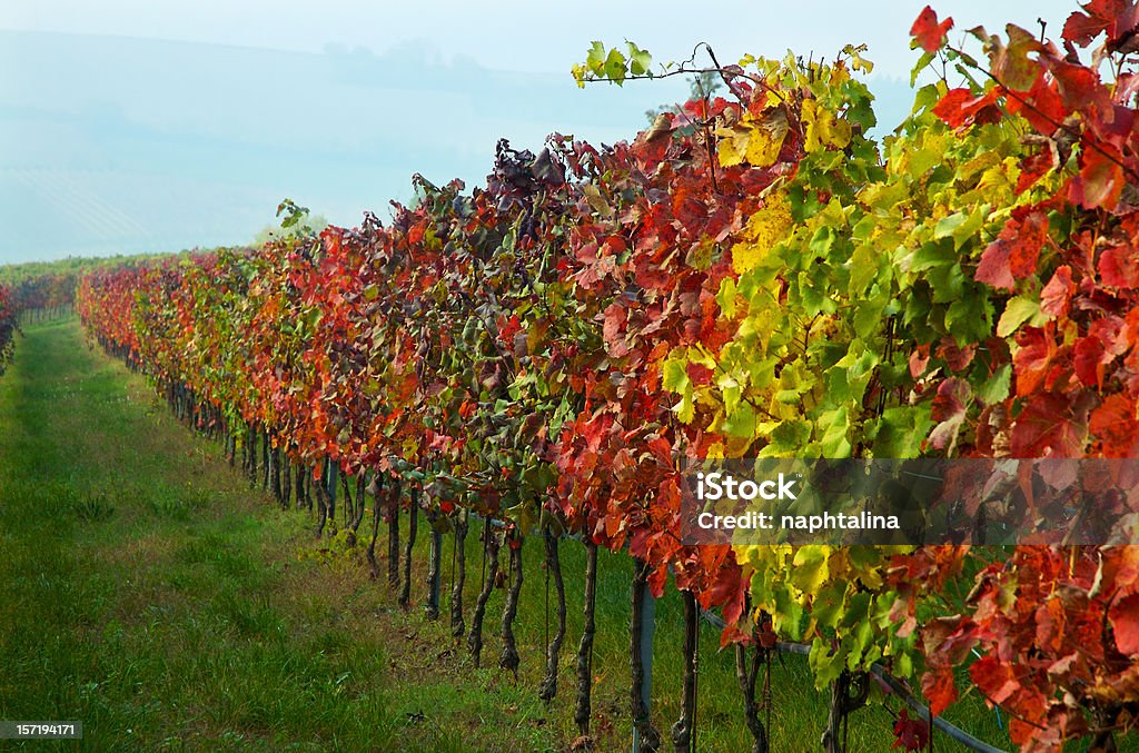 Herbsttrauben auf dem Feld - Lizenzfrei 2000-2009 Stock-Foto