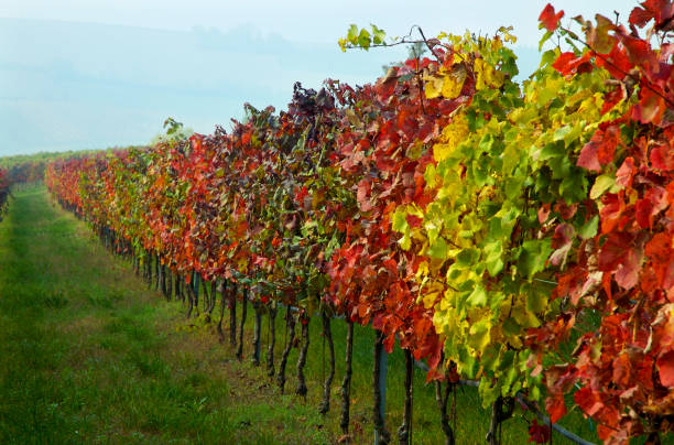 istock Autumn grapes in the field 157194171