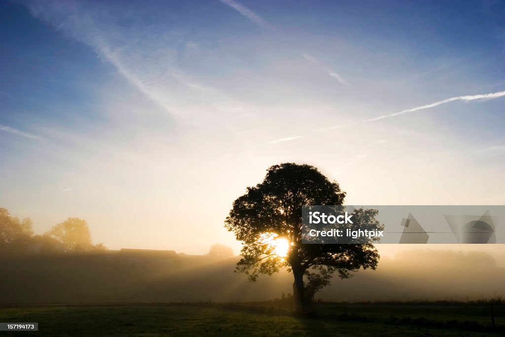 Niebla sunrise con árbol - Foto de stock de Aire libre libre de derechos