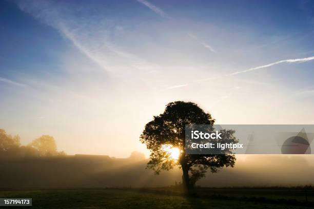 Niebla Sunrise Con Árbol Foto de stock y más banco de imágenes de Aire libre - Aire libre, Bosque, Caer