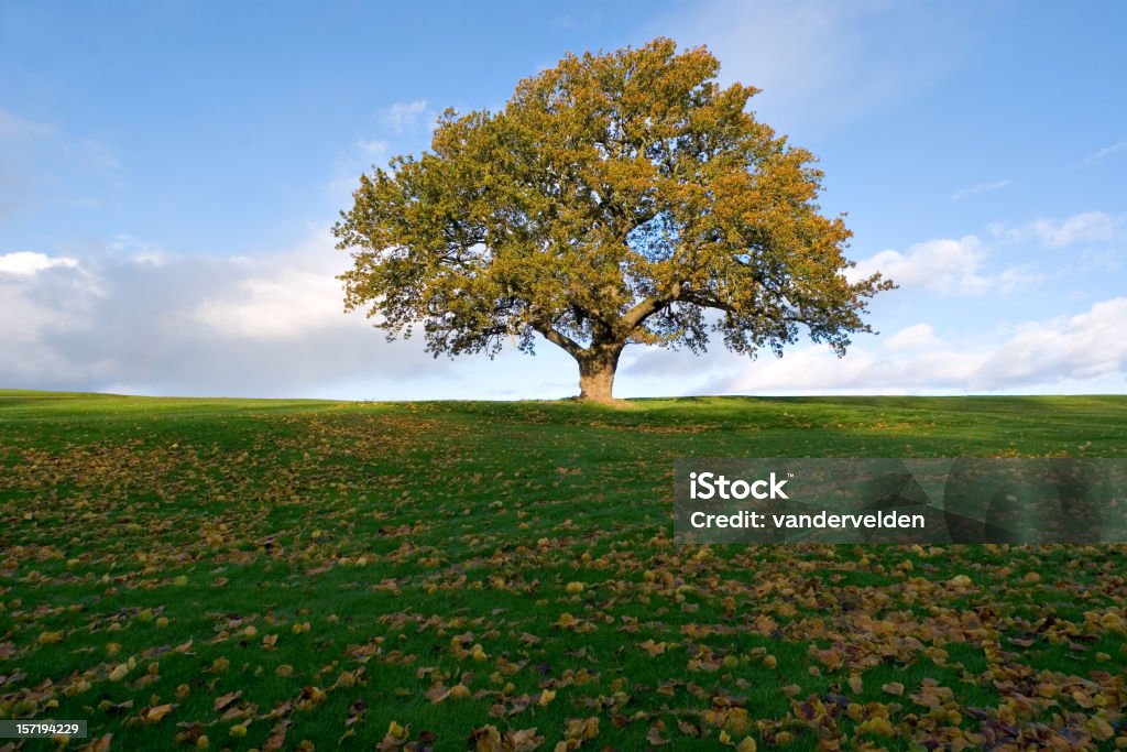 Otoño Oak - Foto de stock de Color - Tipo de imagen libre de derechos