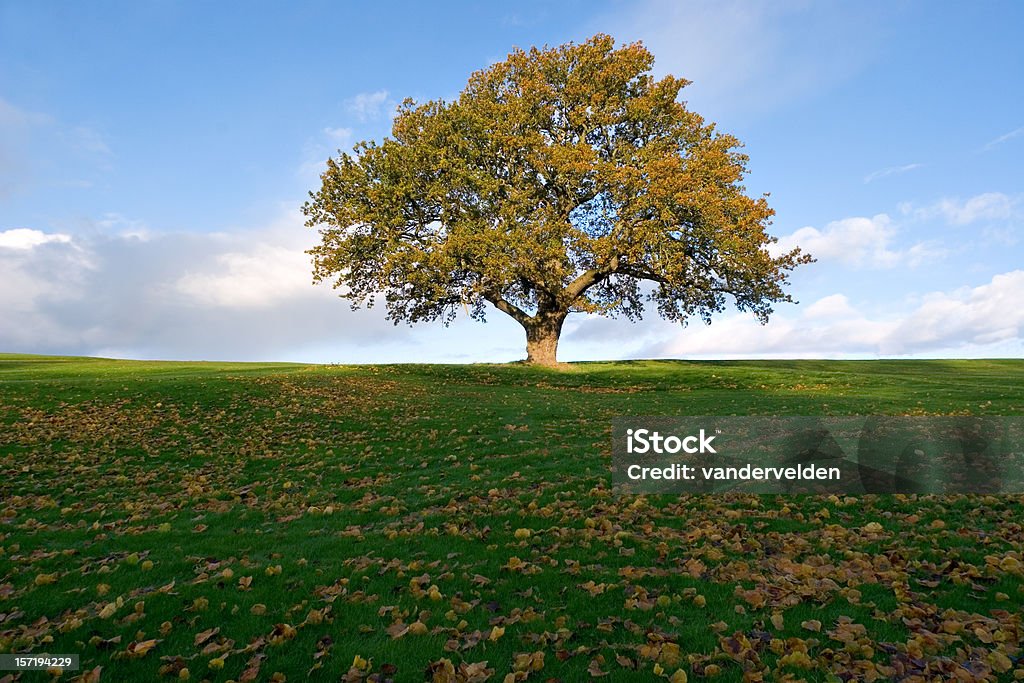 Chêne en automne - Photo de Arbre libre de droits