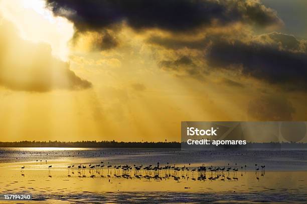 Foto de Místico Sunrays e mais fotos de stock de Amarelo - Amarelo, Animal selvagem, Beleza natural - Natureza