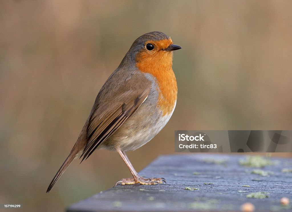 Europäische robin im Profil - Lizenzfrei Braun Stock-Foto