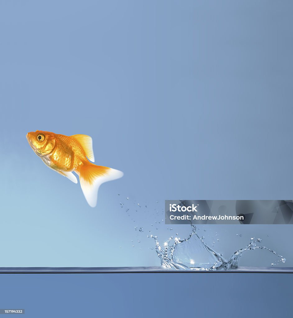 Salto de peixe - Foto de stock de Animal royalty-free