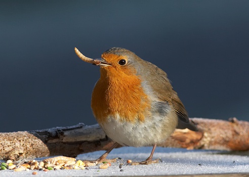 Robin with mealworm in its beak.