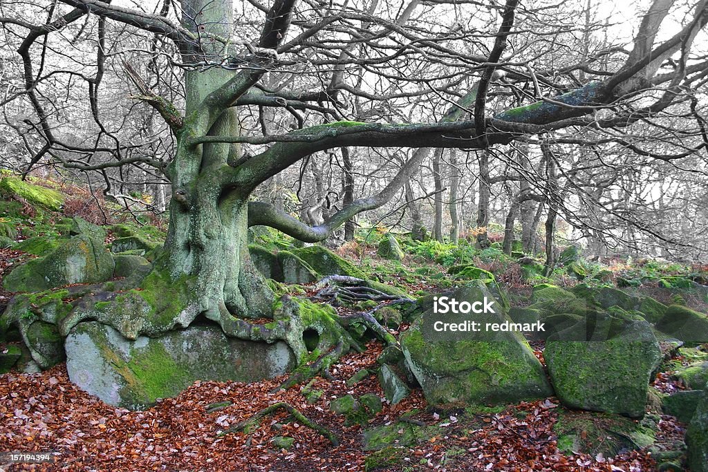 Dąb-drzewo lesie zimą - Zbiór zdjęć royalty-free (Chłodny)