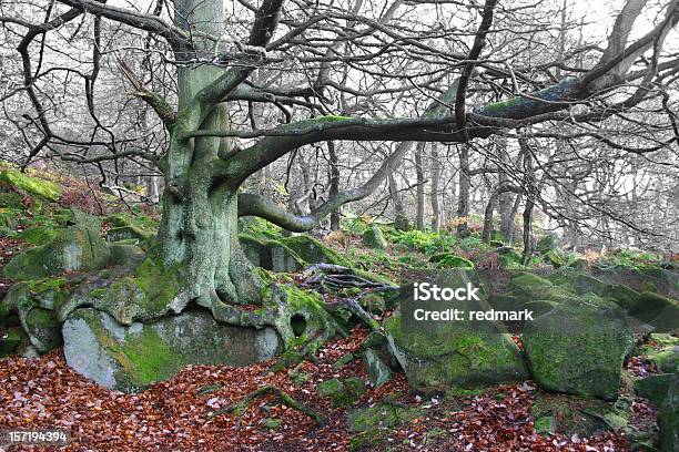 Foto de Oak Tree Floresta De Inverno e mais fotos de stock de Arcaico - Arcaico, Assustador, Bosque - Floresta