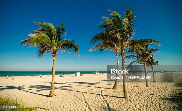 Foto de Palmeiras De Miami Beach e mais fotos de stock de Miami - Miami, Praia South, Palmeira