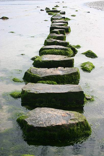 mossy stepping stones - moss stream rock water 뉴스 사진 이미지