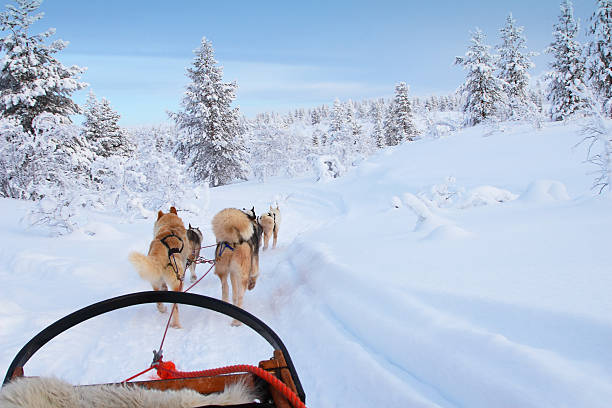 허스키 탈것 - winter landscape sweden snow 뉴스 사진 이미지