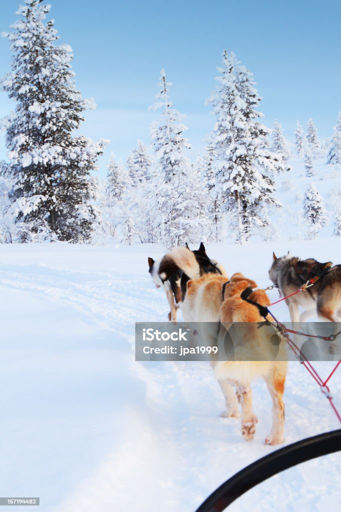 Husky ride  Finnish Lapland Stock Photo