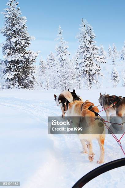 Husky Ride Stock Photo - Download Image Now - Finnish Lapland, Husky Dog, Swedish Lapland
