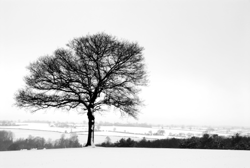 Winter landscape with branches of trees and bushes covered with cold frost. Winter cold season. Cold fog and frost. Cloudy weather.