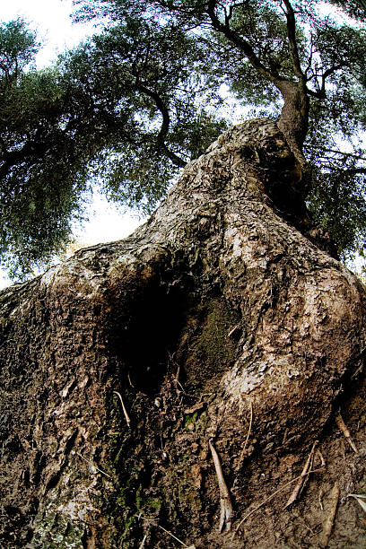 自然の女性の彫刻 - olive tree tree root old ストックフォトと画像