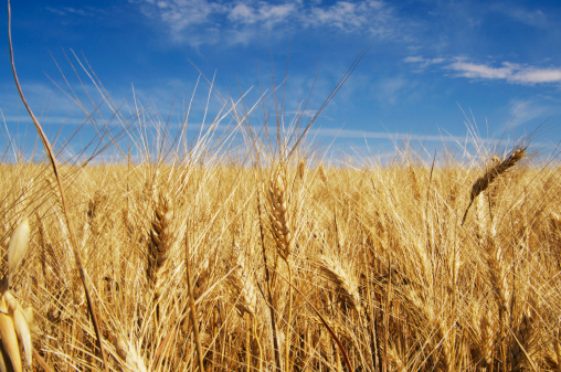 Golden summer wheat