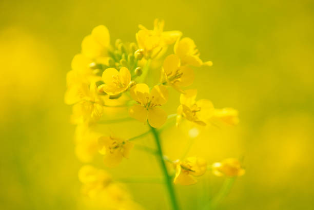 istock Close-up of canola flower 157194689