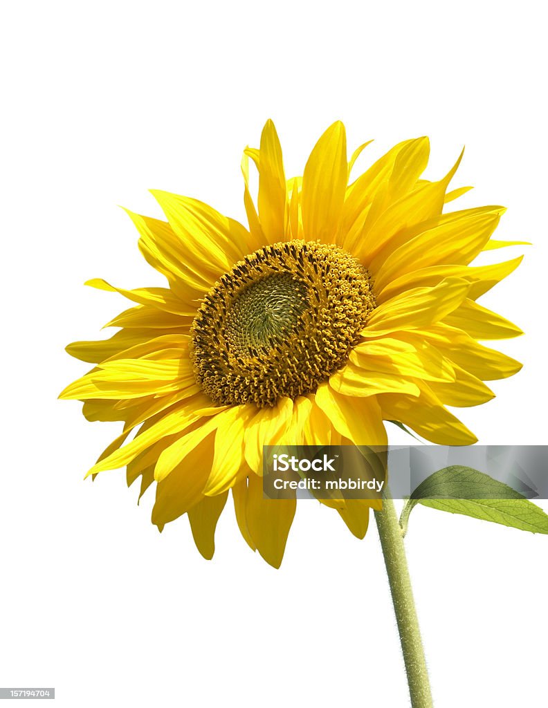 Sonnenblume, isoliert auf weißem Hintergrund - Lizenzfrei Sonnenblume Stock-Foto