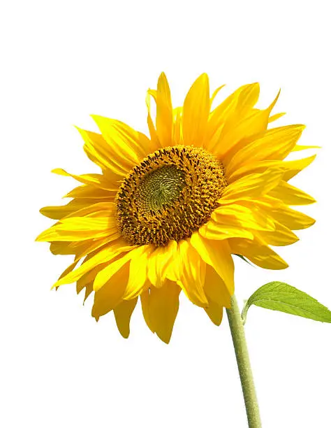 Photo of Sunflower, isolated on white background